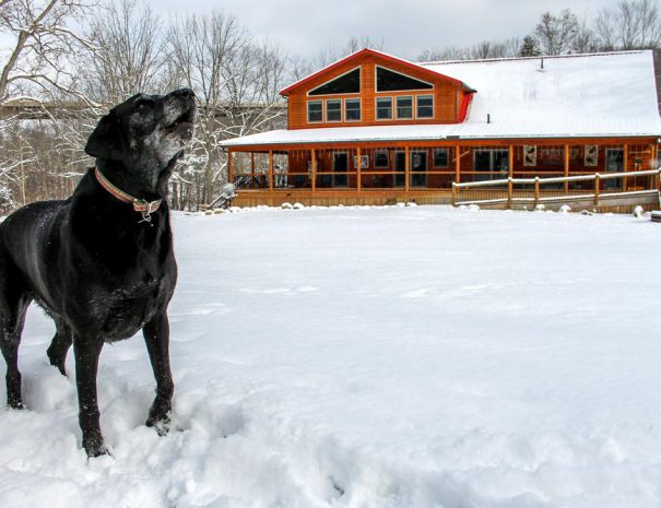 Tauga - Stillwater Haven's happy greeter