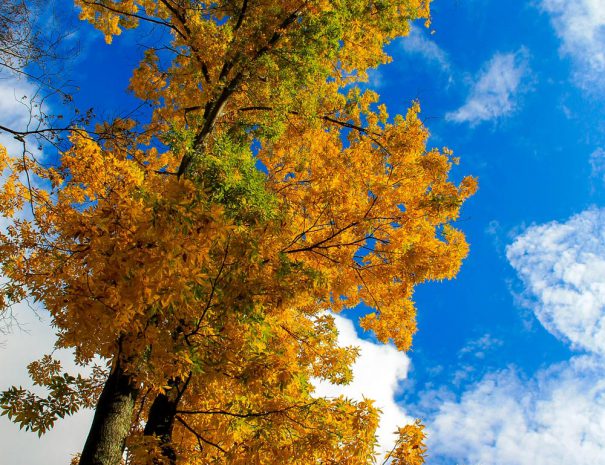 Fall Treetops at Stillwater Haven