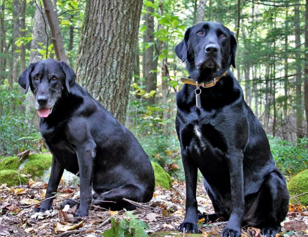 Tauga & Jonah - Happy Greeters