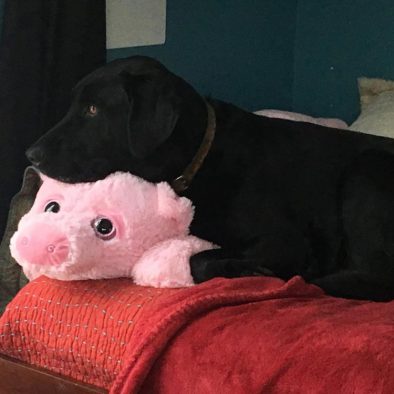 Jonah and his stuffed Piggy
