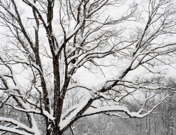 Snow Covered Tree