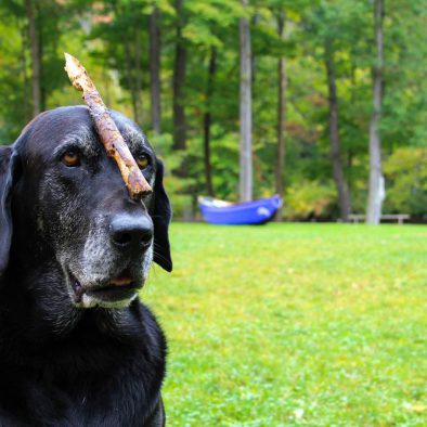 Tauga and a Stick - Stillwater Haven Greeter