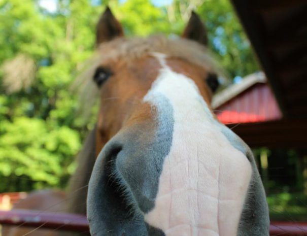 Up Close and Personal at Stillwater Haven